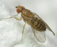 Drosophila busckii thumbnail 3
