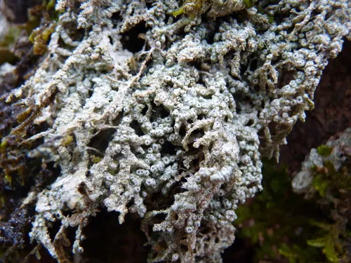 Paul's Super Lichen