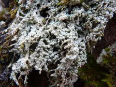 Paul's Super Lichen thumbnail 1