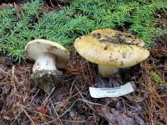 Calonarius pseudoglaucopus thumbnail 4