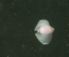 Pacific Batwing Seaslug thumbnail 4