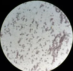 Cribraria violacea thumbnail 3