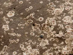 Placopsis gelida thumbnail 4