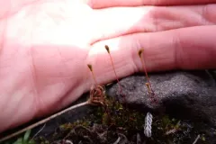 Broadnerved humpmoss thumbnail 3