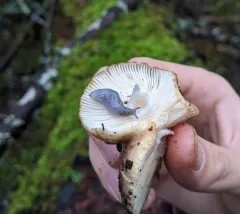 Blue-gray Taildropper thumbnail 3