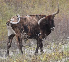 Domestic Cattle thumbnail 1