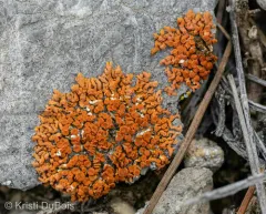 Rock Jewel Lichen thumbnail 3