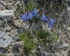 Stiffleaf Penstemon thumbnail 3