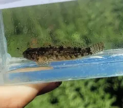 Shoshone Sculpin thumbnail 4