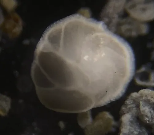 Cassidulina laevigata