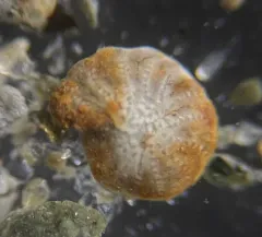 Elphidiella groenlandica thumbnail 2