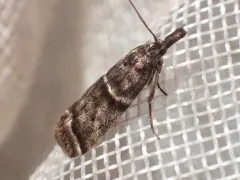 Sarata caudellella thumbnail 3