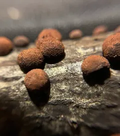 Beech Woodwart thumbnail 4
