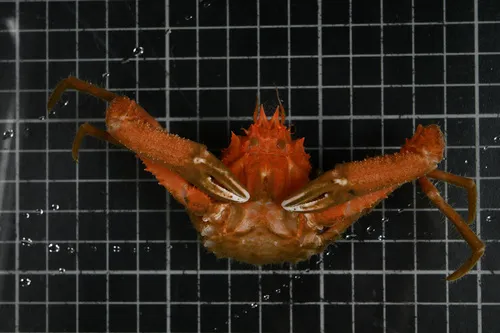Splitnose Crab