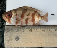 Glasseye thumbnail 1