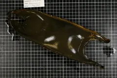 Pacific White Skate thumbnail 2