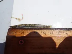 Northern Sennet thumbnail 1