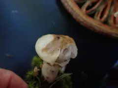 Sticky Bolete thumbnail 3