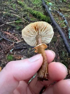 Pearly Powdercap thumbnail 3