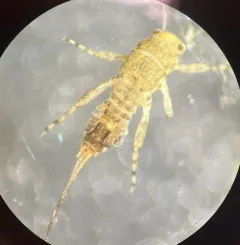 Sulphur Dun thumbnail 3