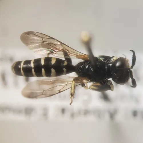 Crabro latipes