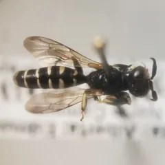 Crabro latipes thumbnail 1