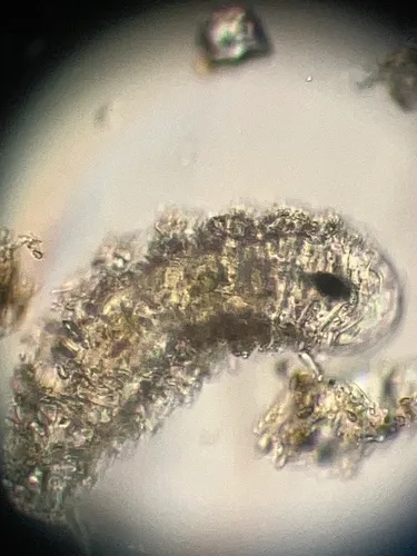 Taphrocampa selenura