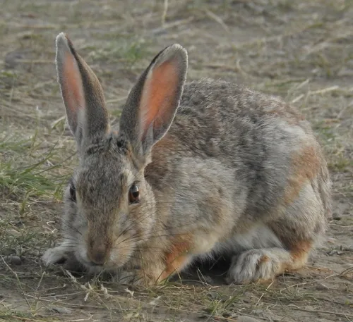 Desert Cottontail