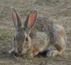 Desert Cottontail thumbnail 1