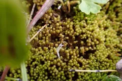 Four-fingered Pawwort thumbnail 2