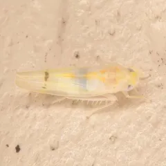 Ossiannilssonola australis thumbnail 3