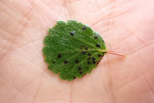 Birch Tarspot
