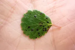 Birch Tarspot thumbnail 1