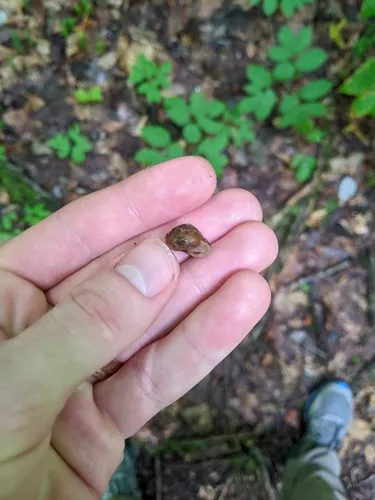 Pyramid Dome Snail