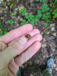 Pyramid Dome Snail thumbnail 1