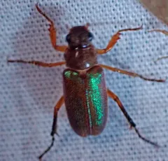 Lined Chafer thumbnail 4