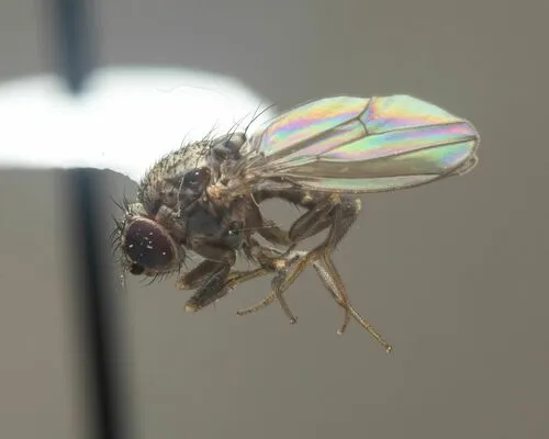 Drosophila repleta