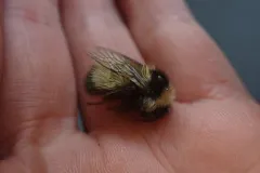 Kluane Bumble Bee thumbnail 3