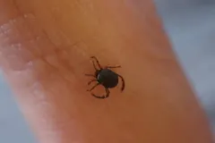 Nevada Water Mite thumbnail 2