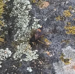 Yellow-horned Horntail thumbnail 4