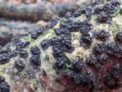 Rosellinia corticium thumbnail 3