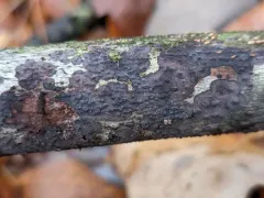 Peniophora cinerea thumbnail 3