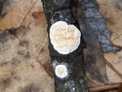 Netted Crust thumbnail 3