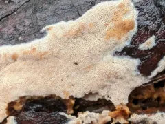 Xylodon ovisporus thumbnail 2