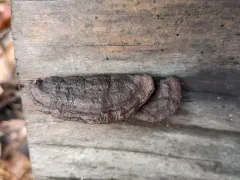 Timber Mazegill thumbnail 4