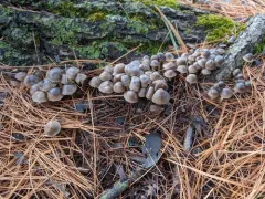 Mycena griseoviridis thumbnail 4
