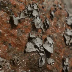 Granulating Rocktripe Lichen thumbnail 2