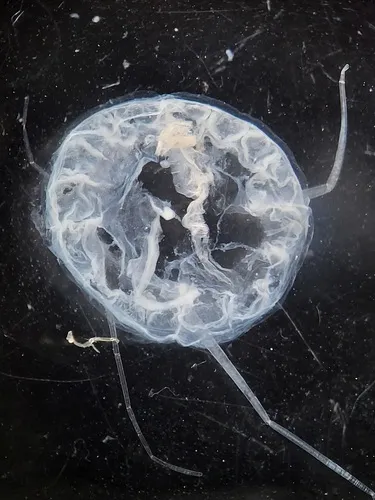Aeginopsis laurentii