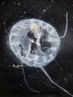 Aeginopsis laurentii thumbnail 1