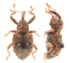 Conotrachelus corni thumbnail 3
